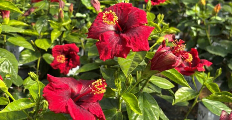 Top 50 Most Popular Greenhouse Plants