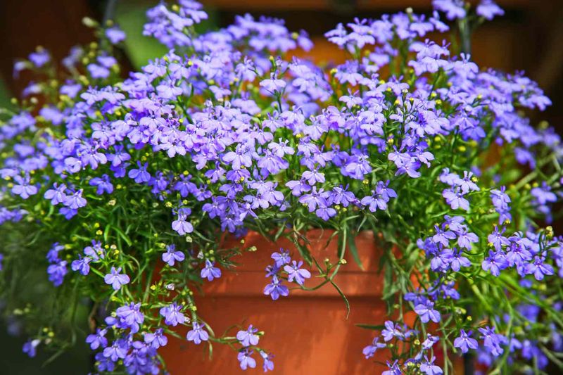 Lobelia