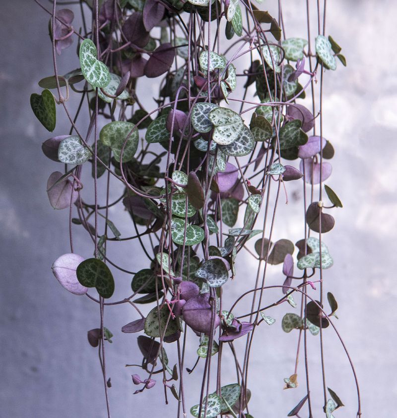 Chain of Hearts (Ceropegia linearis)