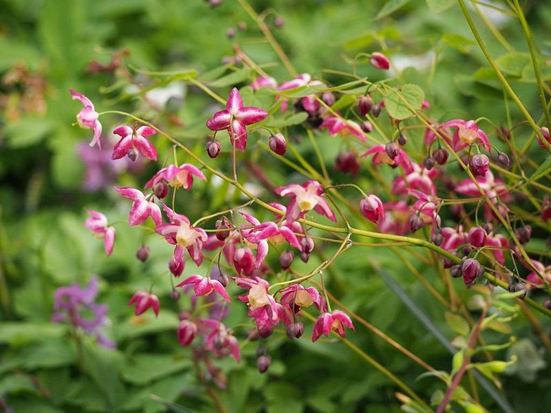 Epimedium (Barrenwort)