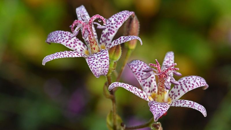 Toad Lily