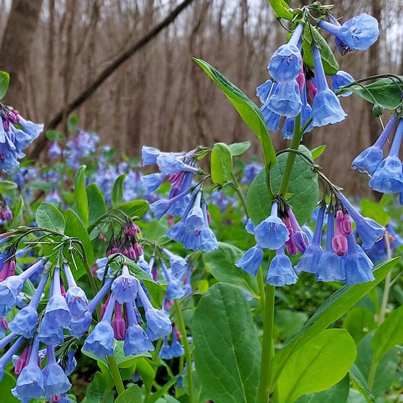 Virginia Bluebells