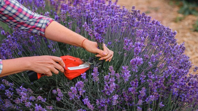 Shape Plants Into Neat Mounds