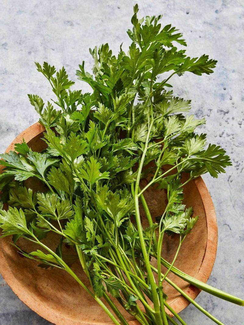 Dark Green Italian Parsley