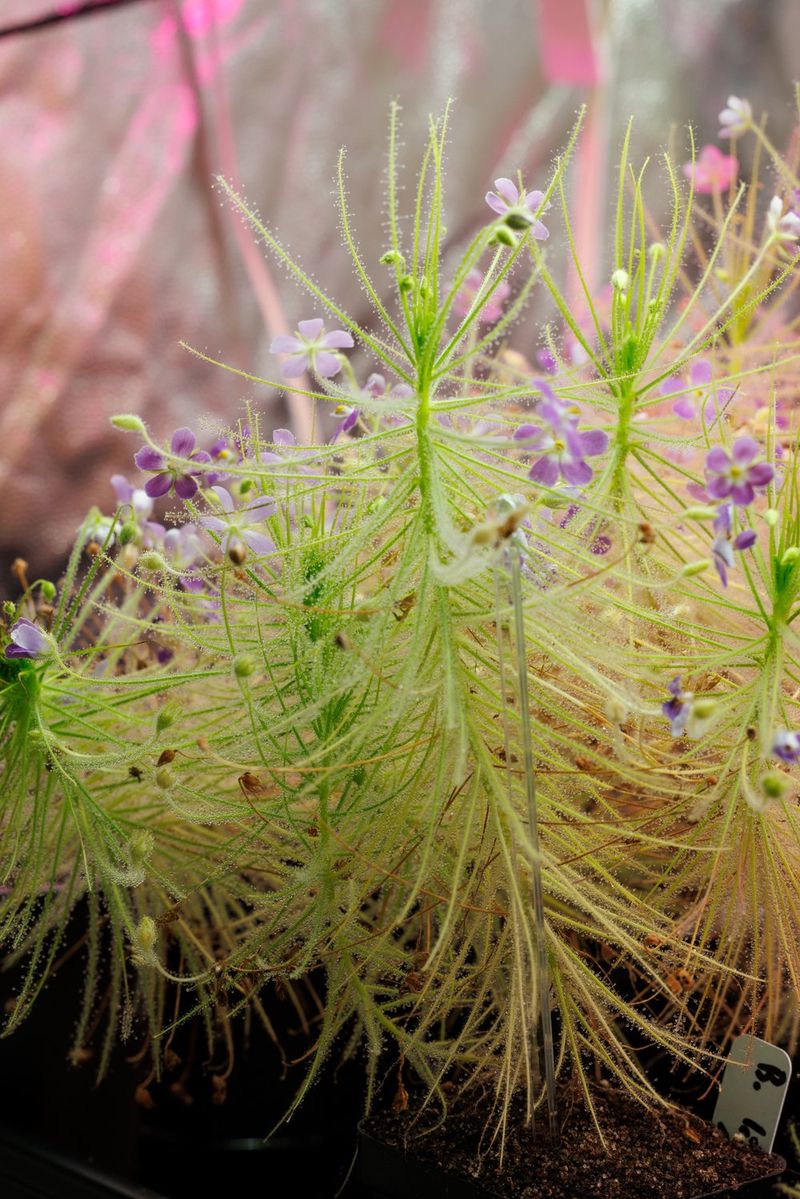 Australian Rainbow Plant (Byblis)