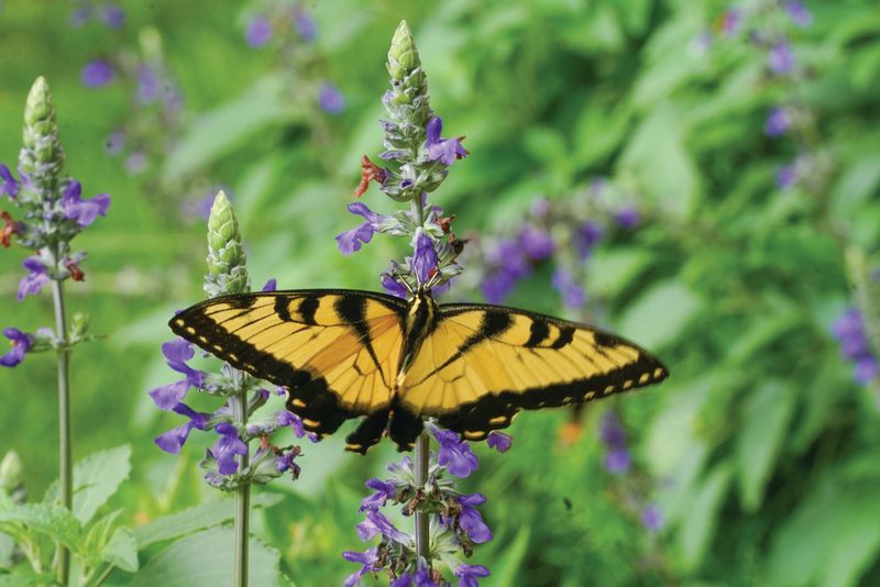 Garden of Seasonal Splendor