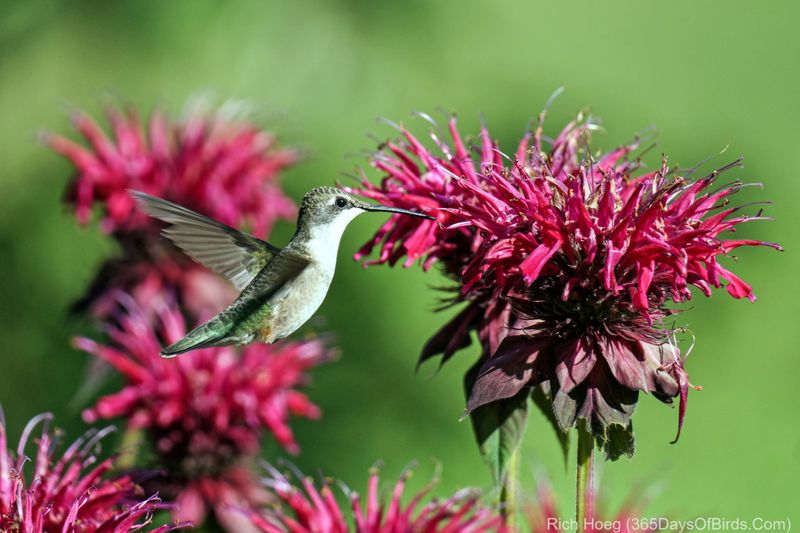 Bee Balm
