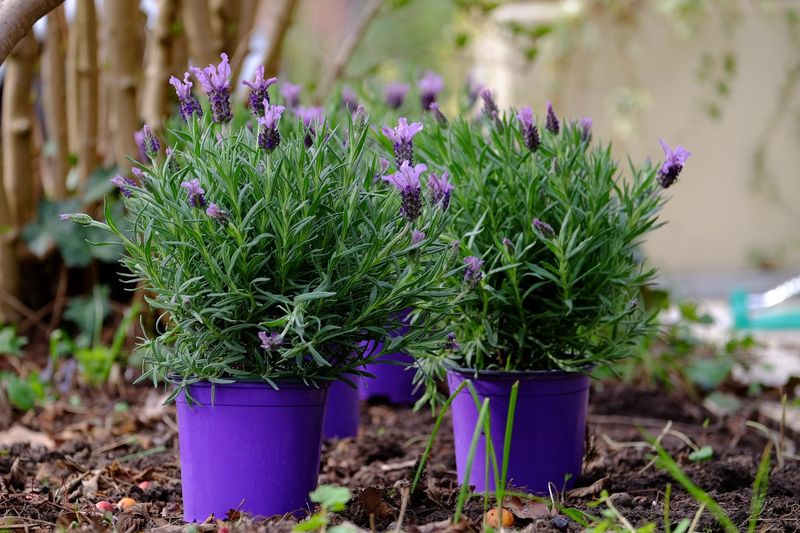 Lavender (Lavandula angustifolia)