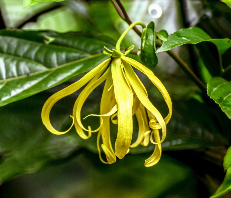 Ylang Ylang Euphoria