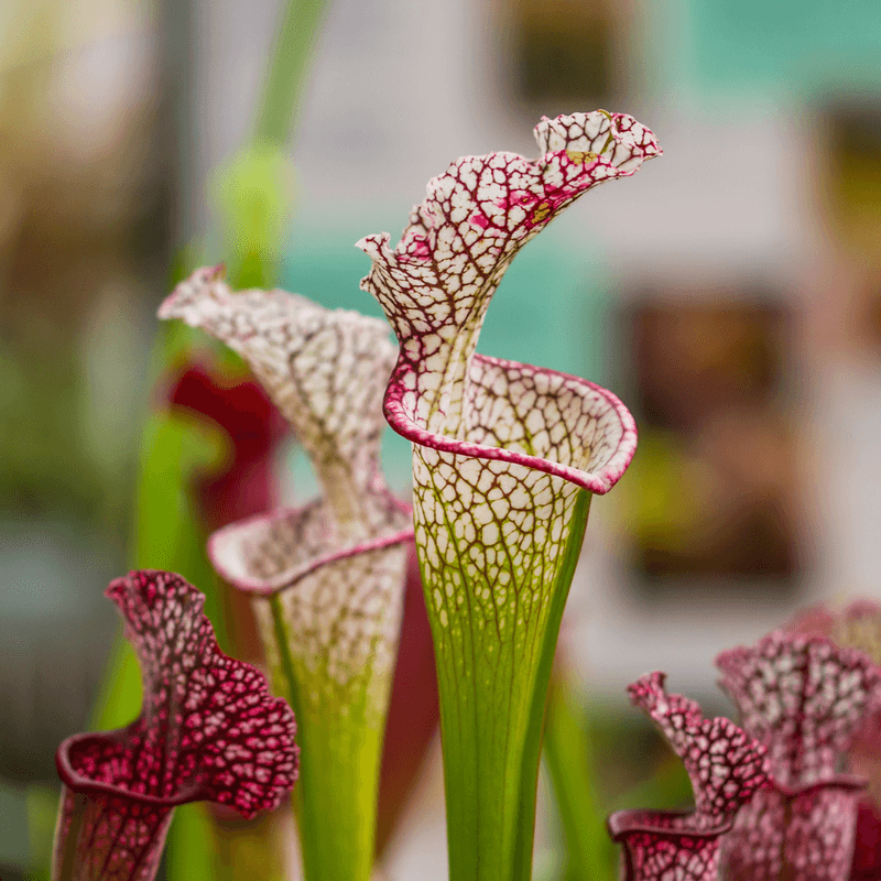 Carnivorous Plants (Venus Flytrap, Pitcher Plant)