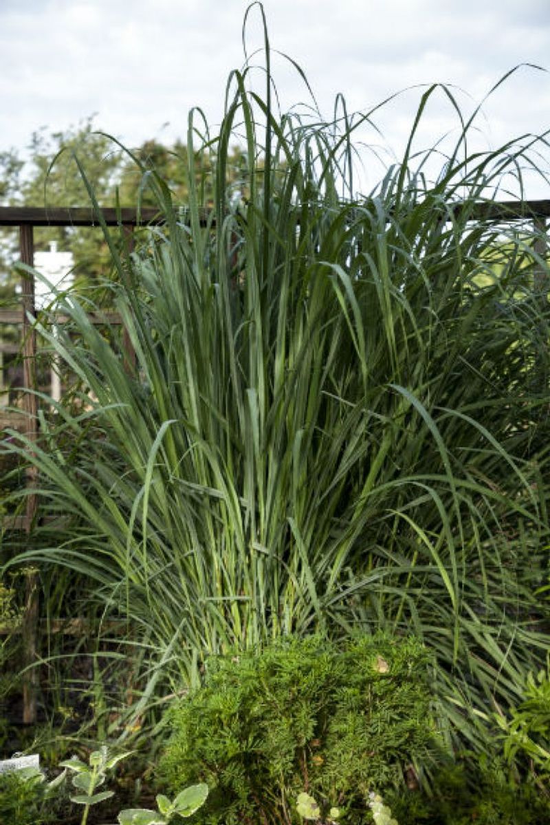 Lemongrass (Cymbopogon citratus)
