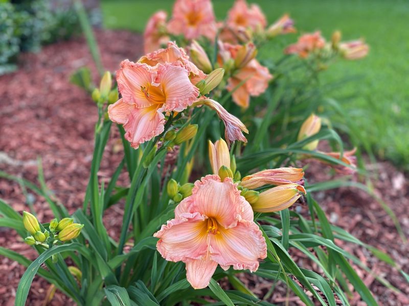 Daylily