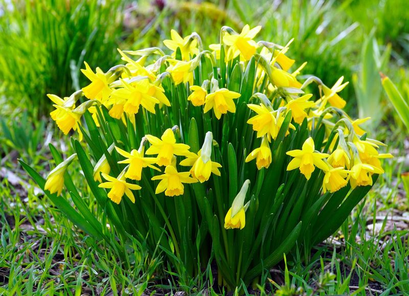Daffodils - Quick Spring Messengers