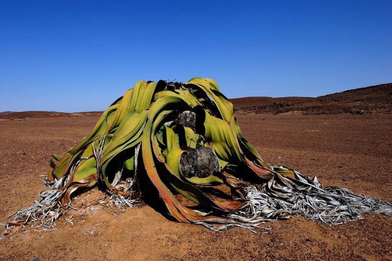 Welwitschia (Welwitschia mirabilis)