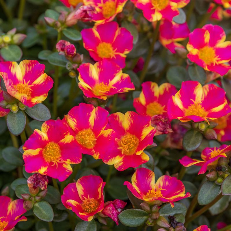 Portulaca