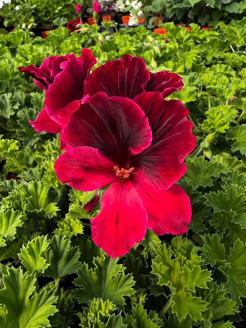 Select Disease-Resistant Varieties