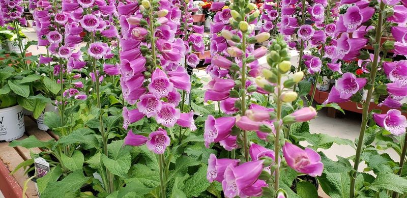 Rotate Planting Areas