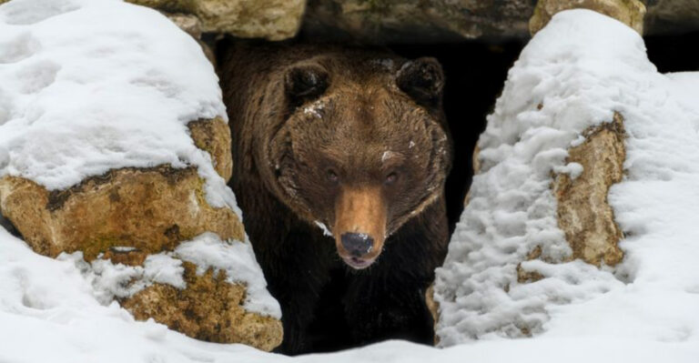 Understanding Phenology: 15 Fascinating Facts About Nature’s Seasonal Clock