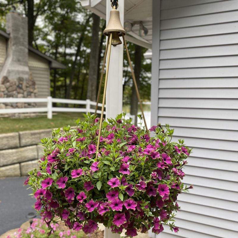 Wrong Location (Too Much Sun or Shade)