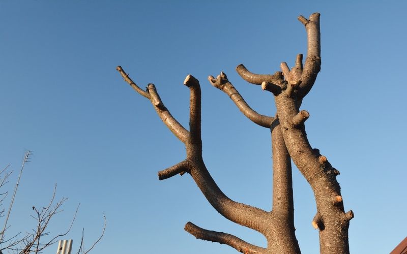 Poorly Pruned Trees & Shrubs