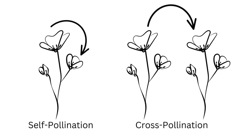 Self-Pollinated Varieties