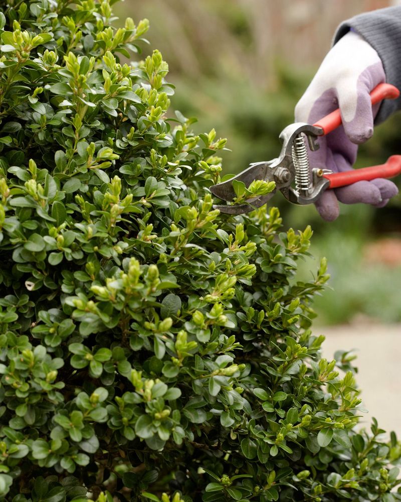 Pruning Overgrown Shrubs – One missed year = a jungle.