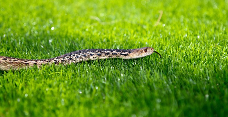 Disappearing Rodents or Frogs