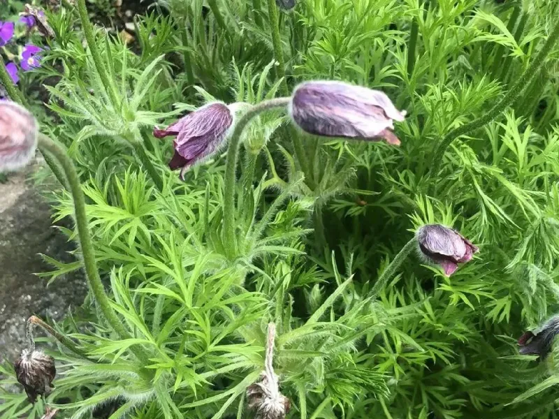 Delayed Flowering or No Blooms at All