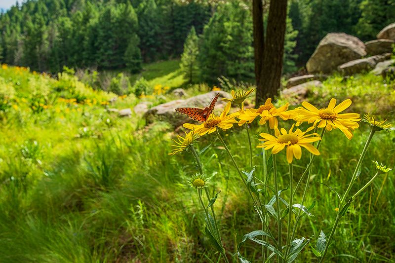 Butterfly Haven of the Highlands