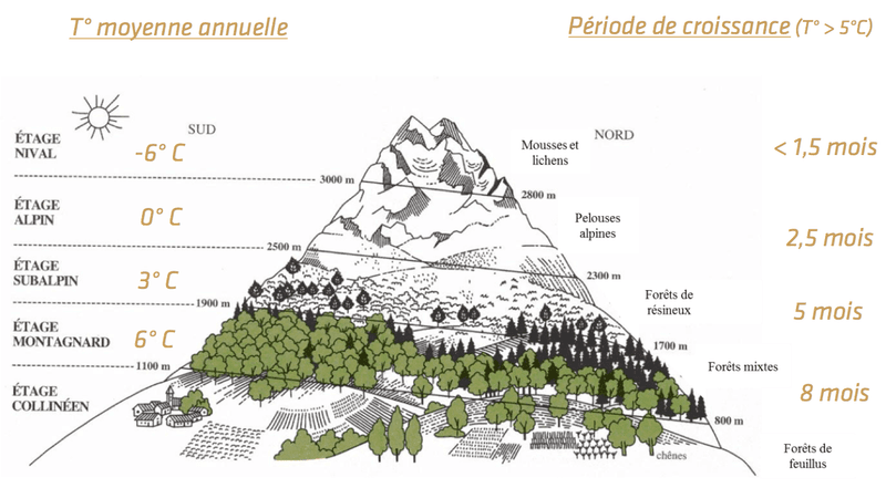 Mountain Elevation Creates Phenological Gradients