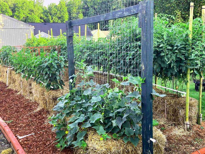 Planting in Straw Bales (Straw Bale Gardening)