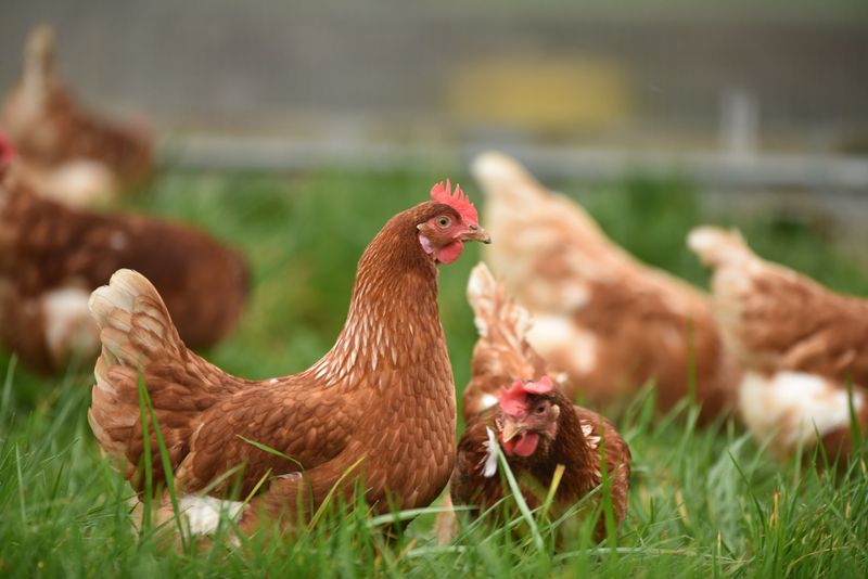 Join a Local or Online Chicken Community