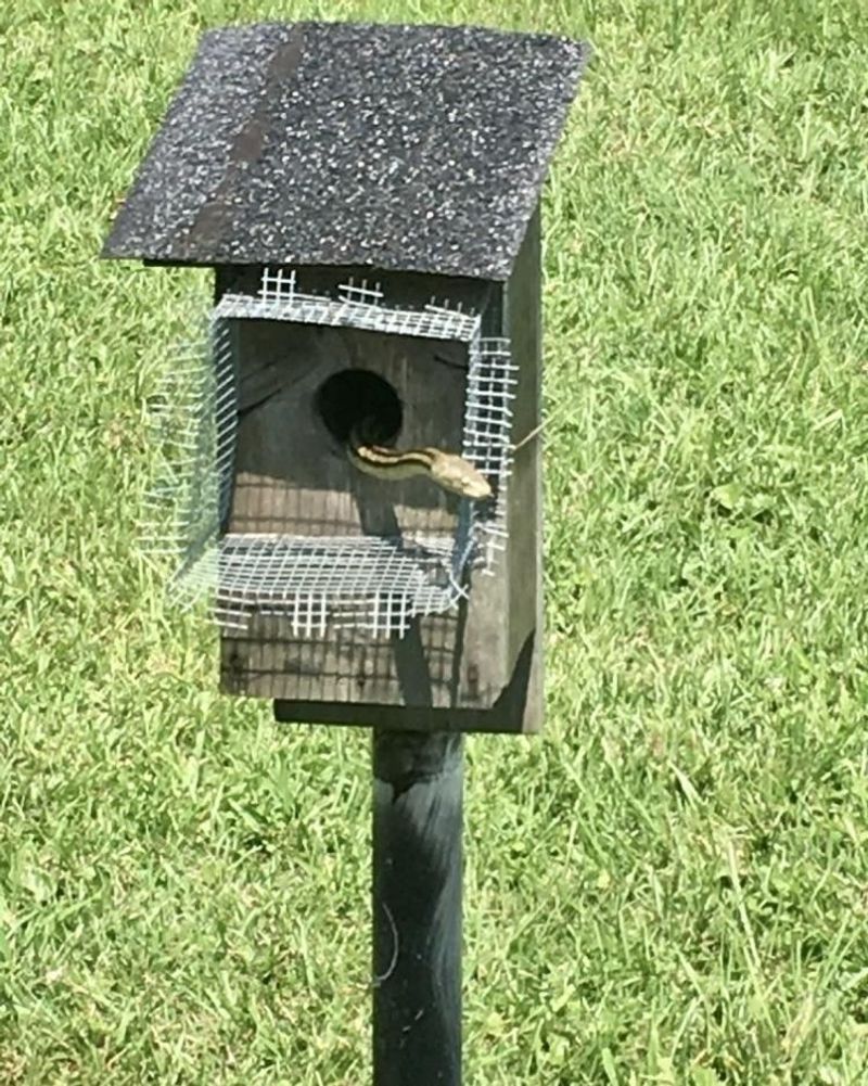 Keep Bird Feeders Away from the House