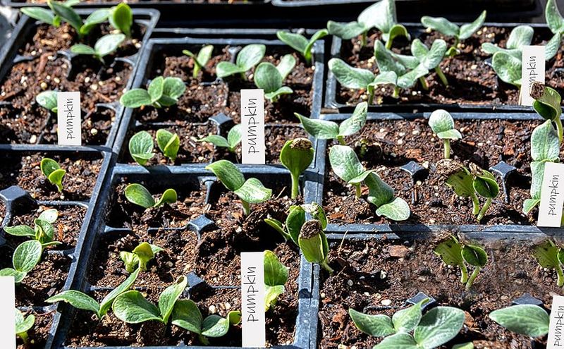 Label Everything From the Start