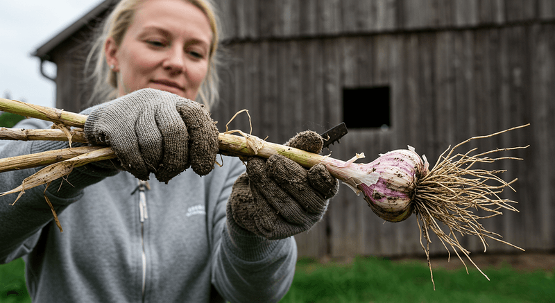 Brush Off Soil Gently