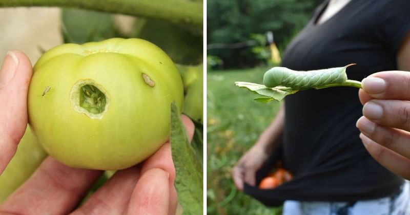 Handpick and Drop into Soapy Water