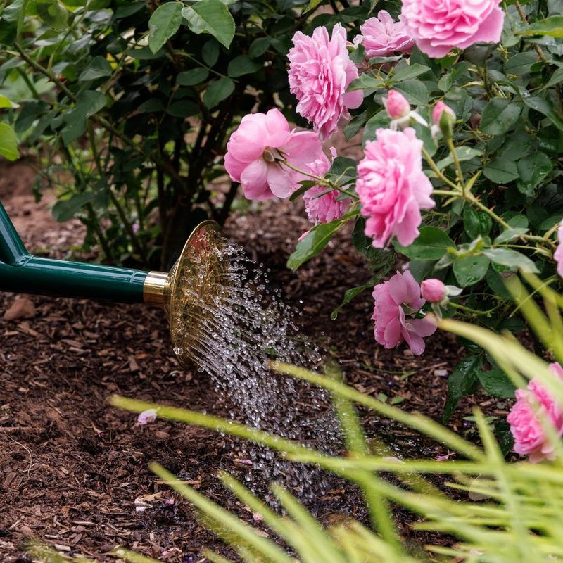 Water deeply but less frequently