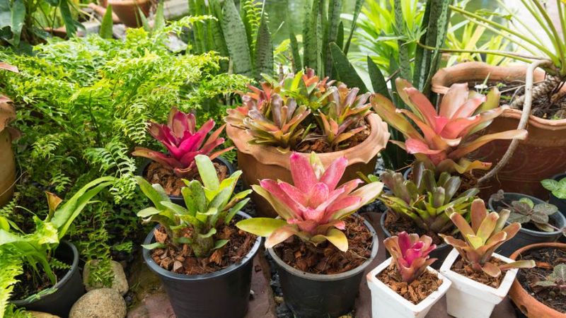 Group thirsty plants together