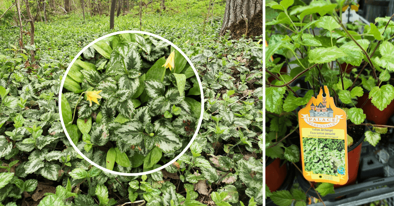 Overlooking Invasive Species