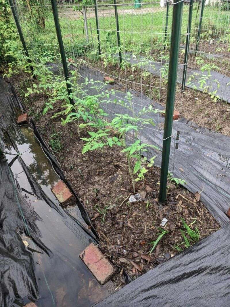 Planting in Poor Drainage Areas