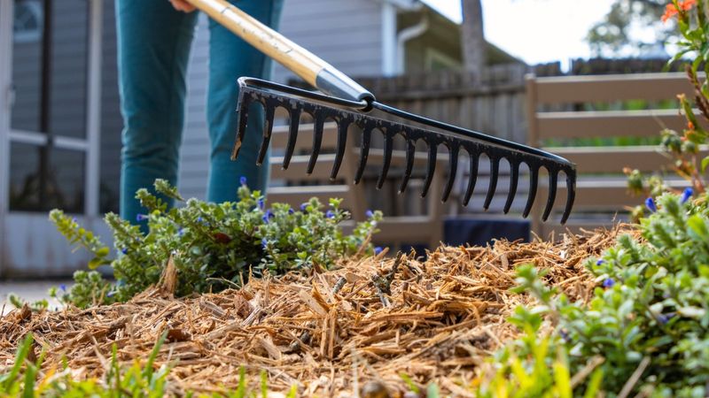 Applying Mulch Too Late