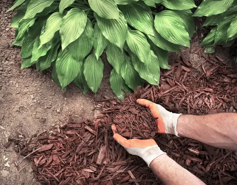 Ignoring Plant-Specific Mulch Needs