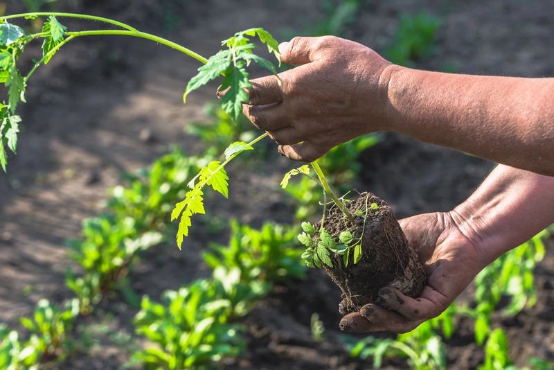 Spring Planting Only