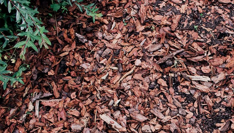 Ignoring Soil Condition