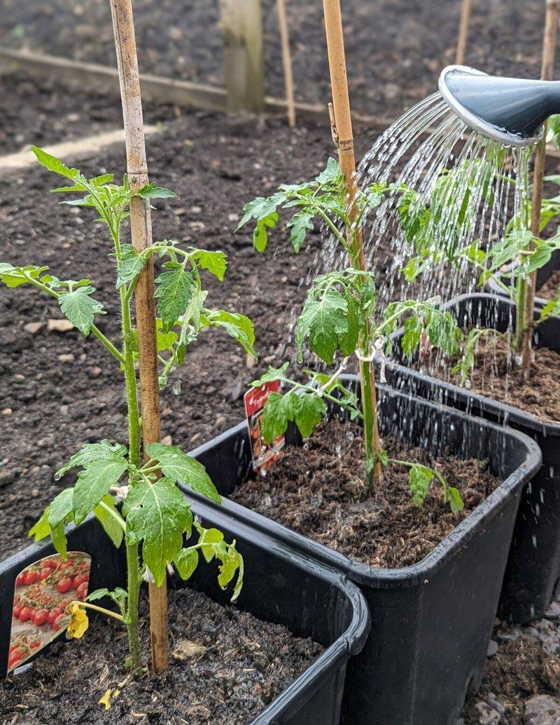 Inconsistent Watering Schedules