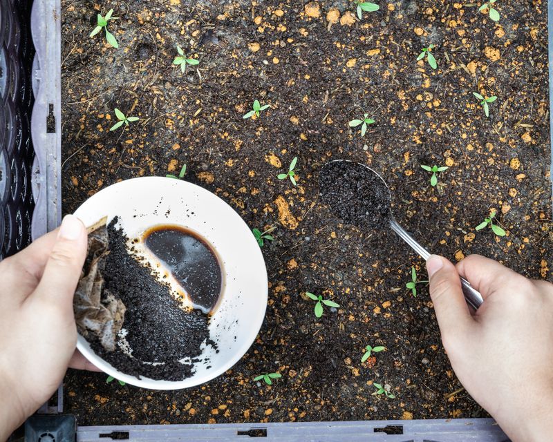 Coffee Grounds for Acid-Loving Plants