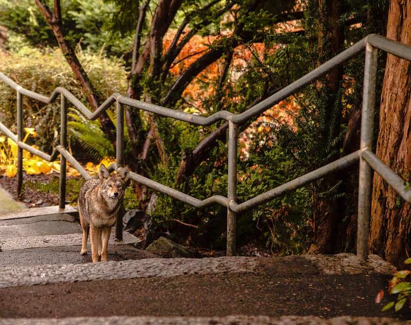 Oregon Urban Forest Expansion