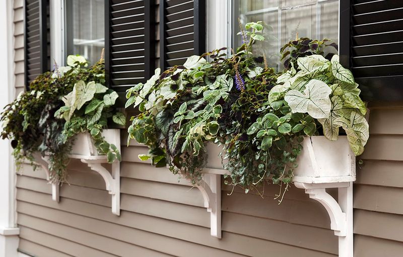 Window Box Gardens