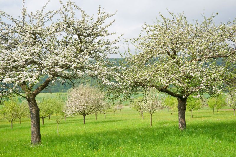 Fruit Trees Require Strategic Planning