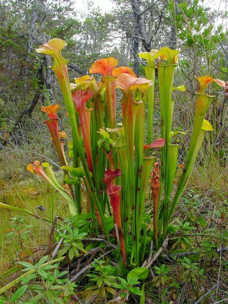 Pitcher Plant (Sarracenia)